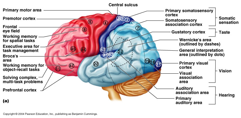 brain cortex